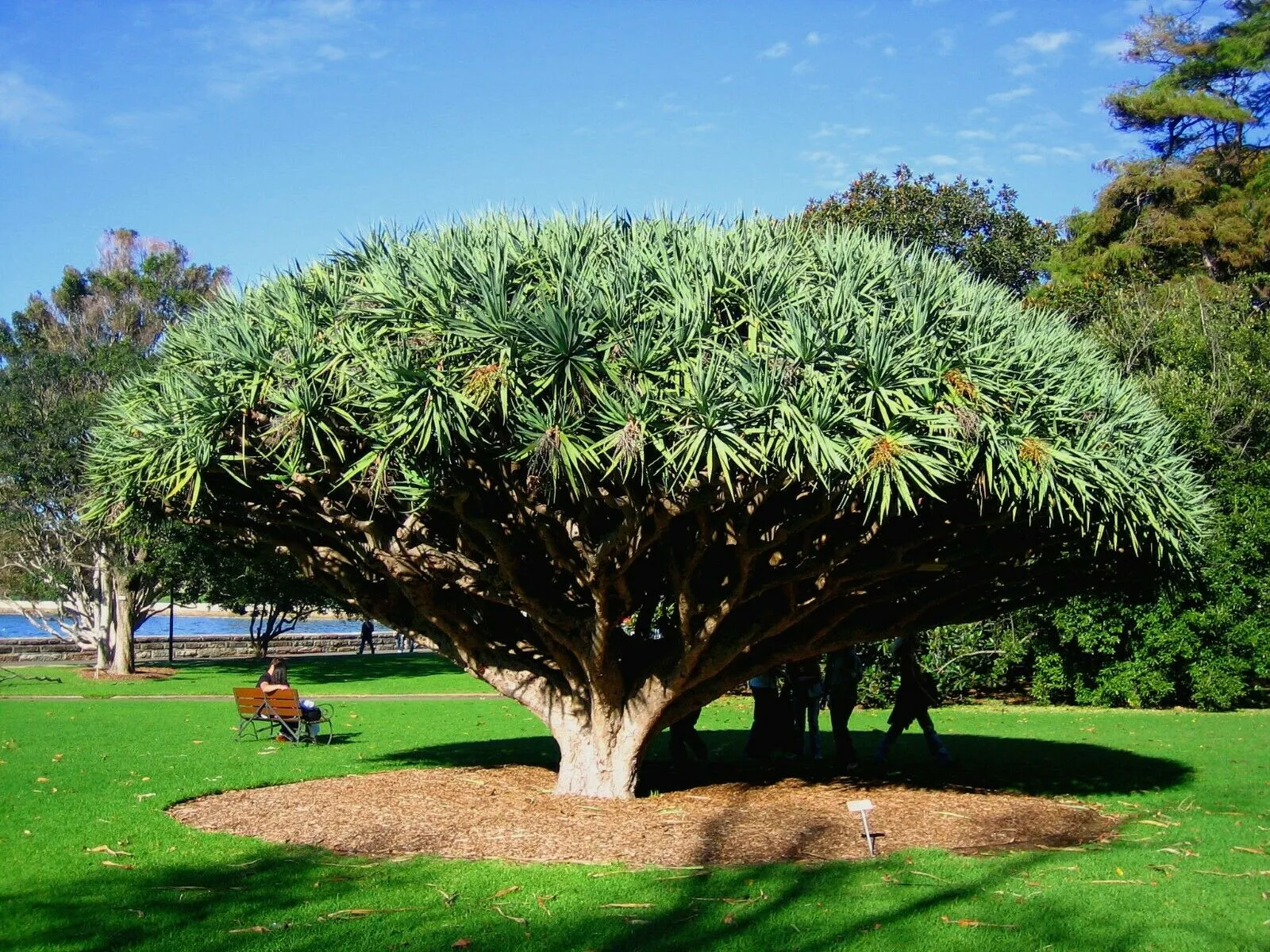 Dragon Tree Dracaena draco 100 Seeds  USA Company