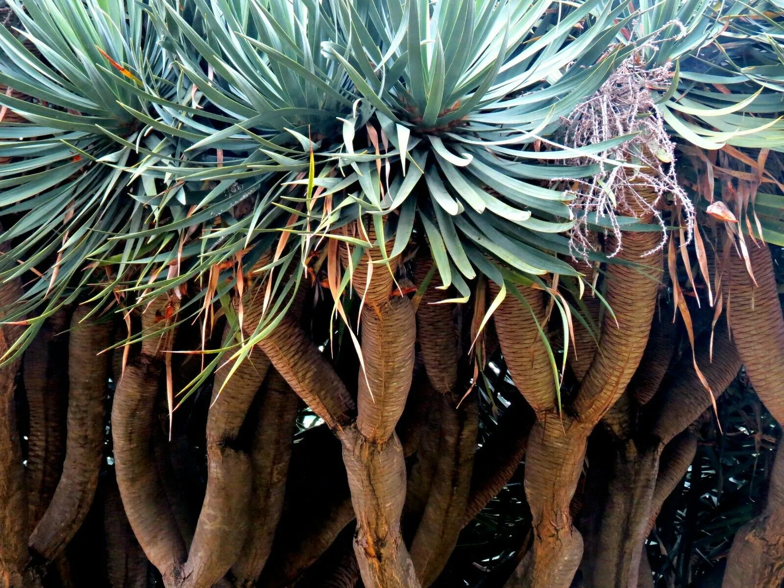 Dragon Tree Dracaena draco 100 Seeds  USA Company