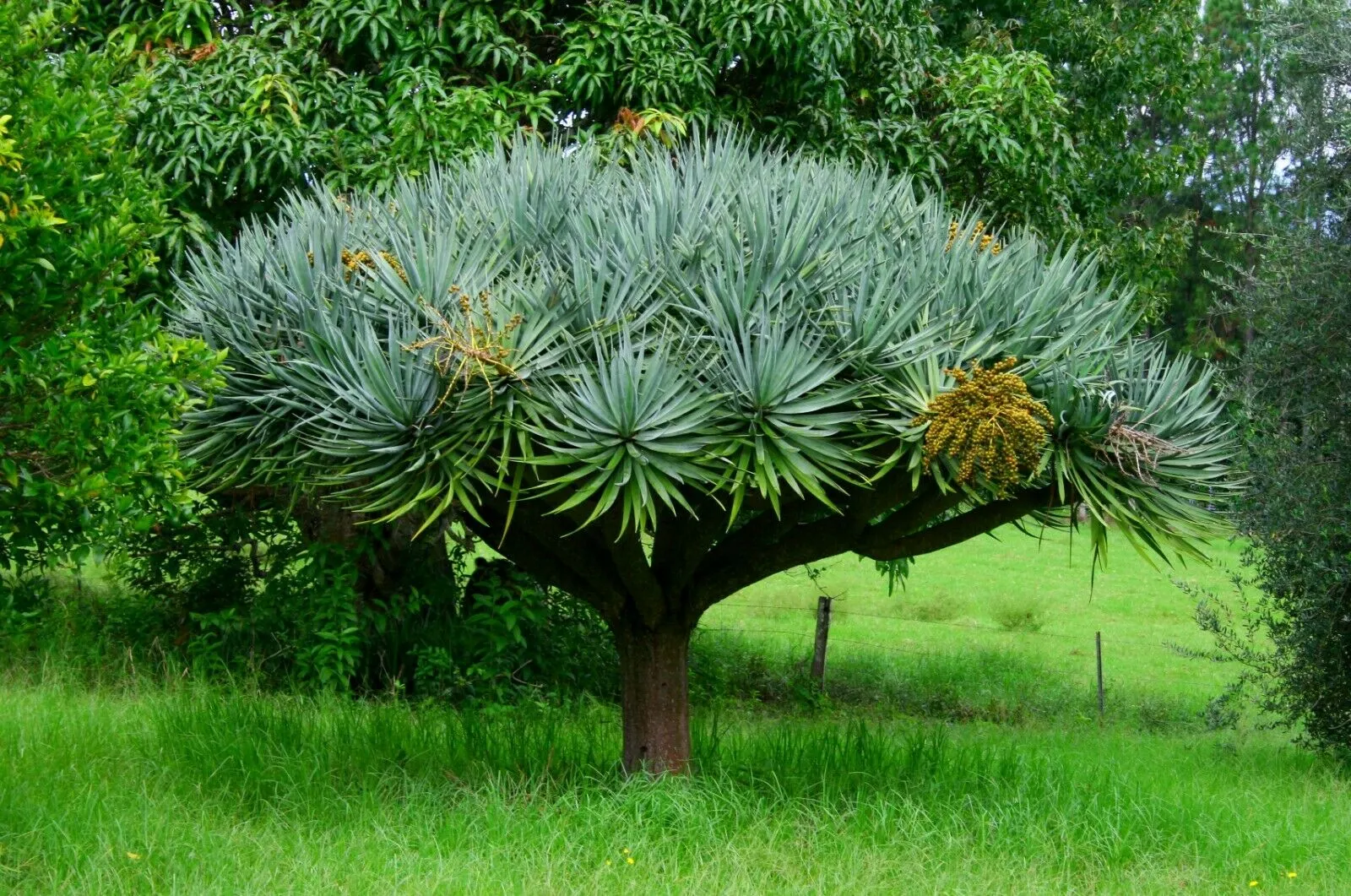 Dragon Tree Dracaena draco 100 Seeds  USA Company